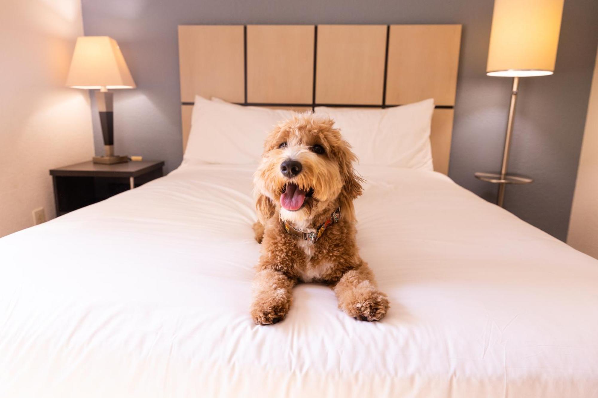 Sonesta Simply Suites Parsippany Morris Plains Eksteriør bilde